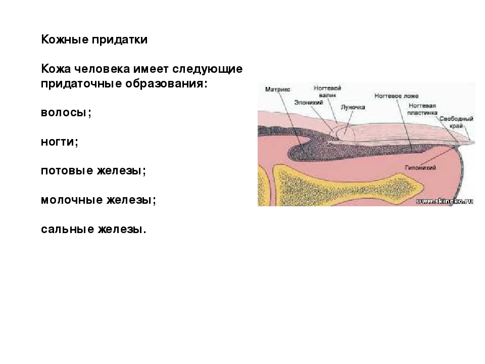 Придатки кожи. Слои кожи и ее придатки. Придатки кожи производные эпидермиса. Наличие и типы придатков кожи у рыб.