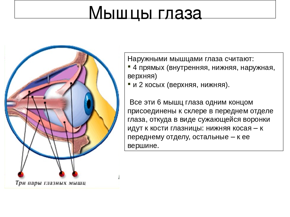 Внутренний прямая. Наружные мышцы глаза иннервируются. Мышцы глазного яблока и их функции. Мышцы глаза строение и функции. Строение глаза наружная мышца.