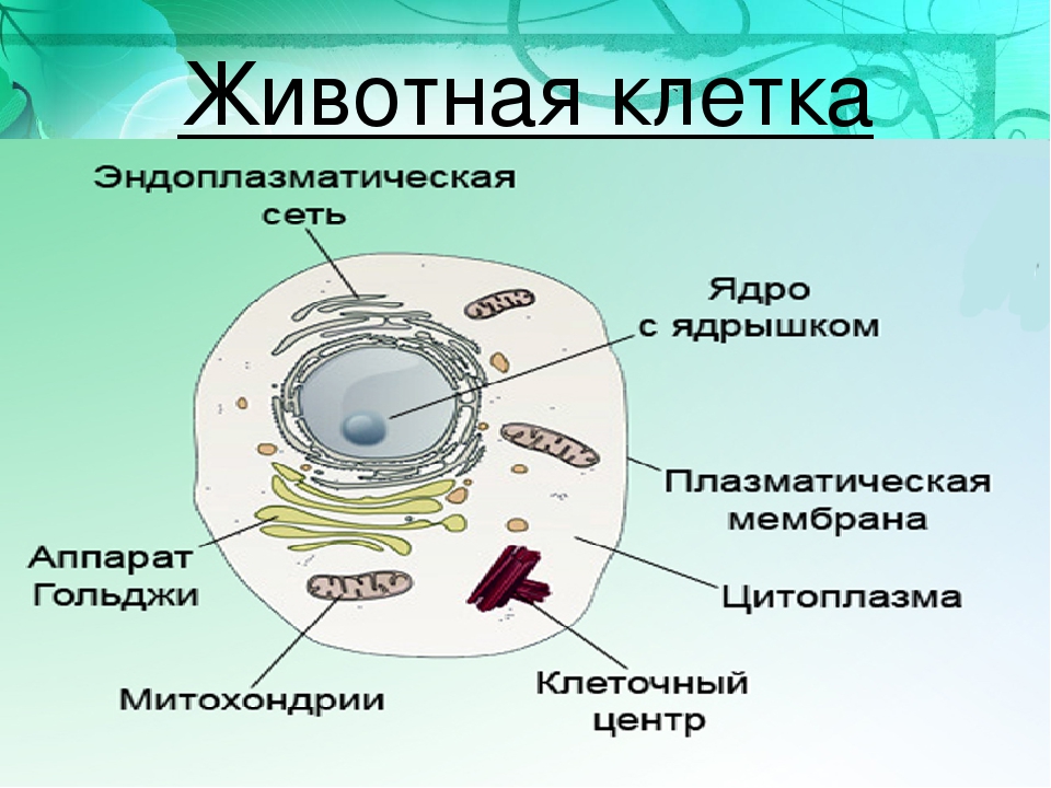 Растительная клетка наличие ядра