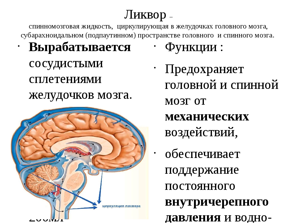 Образования желудочков мозга. Желудочки головного мозга и образование ликвора. Желудочки головного мозга. Ликвор. Функции.. Спинномозговая жидкость желудочки головного мозга. Состав ликвора анатомия.