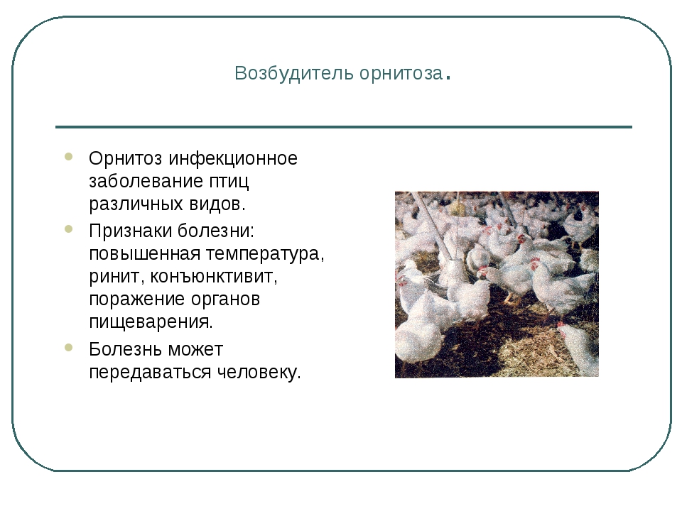 Хламидиоз птиц. Возбудители болезни птиц. Орнитоз инфекционные болезни. Возбудитель орнитоза микробиология.