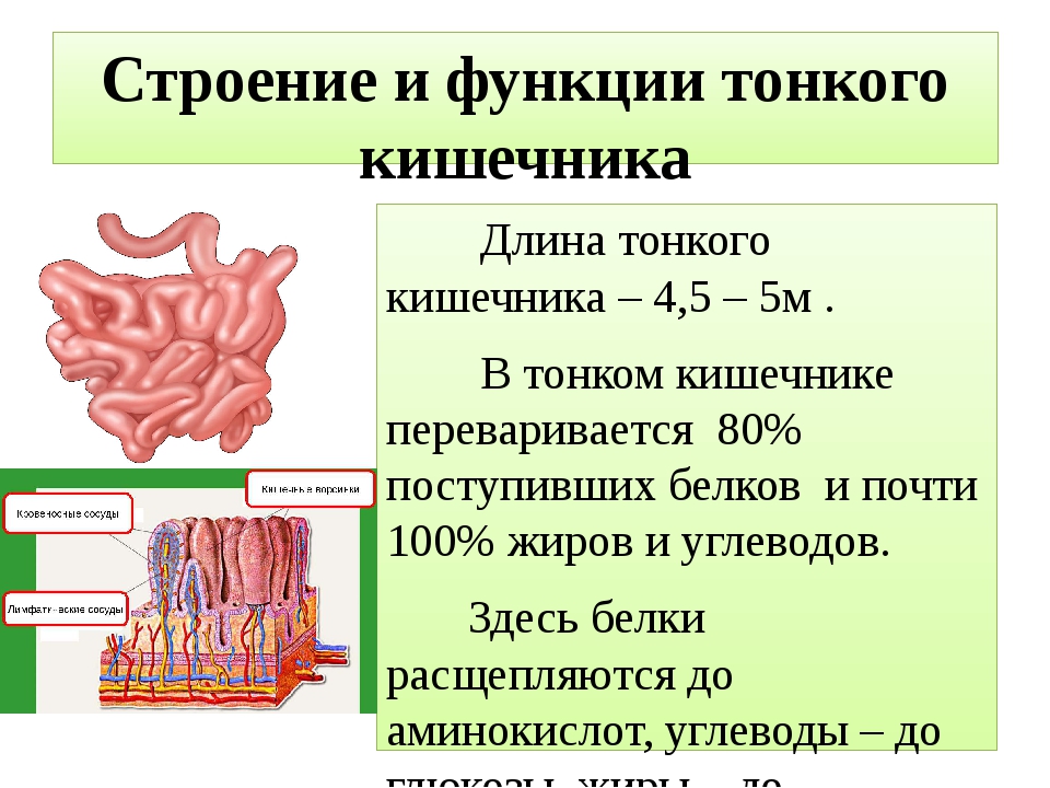 Отделы тонкого кишечника. Тонкая кишка отделы строение функции. Строение и функции тонкого отдела кишечника. Функции отделов кишечника человека. Особенности строения и функции отделов кишечника.