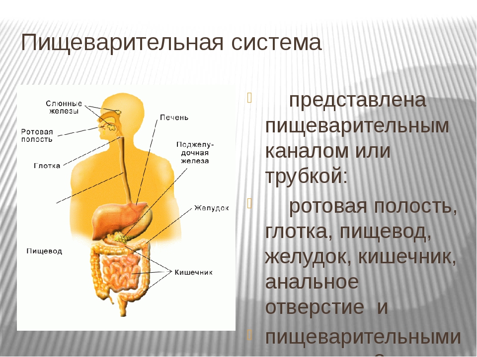 Пищеварительная система состоит из органов. Органы пищеварительной системы. Функции пищеварительной системы анатомия. Система органов пищеварения пищеварительный канал. Пищеварительная система ее строение и функции.
