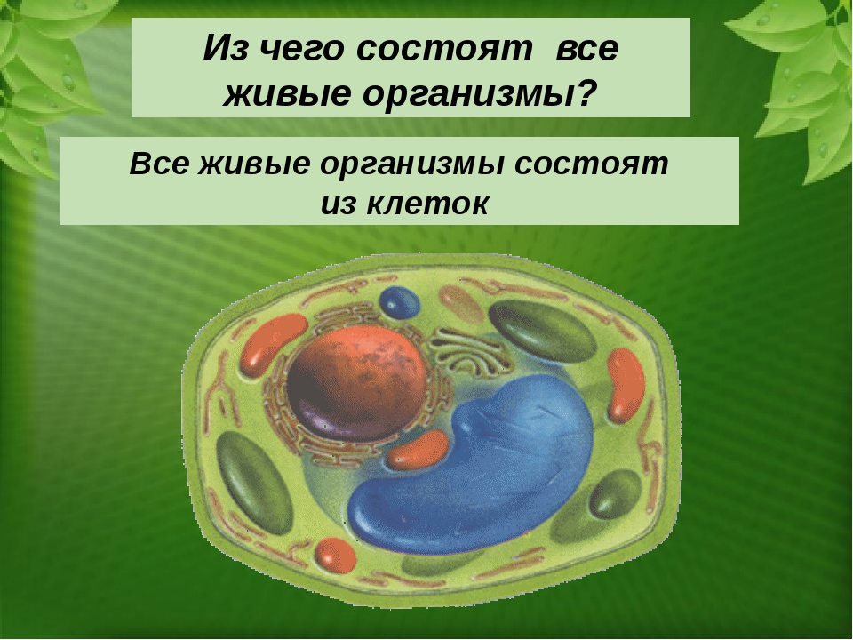 Из чего состоит любая игра. Организм состоит из клеток. Живые организмы состоят из. Все живые организмы состоят из клеток. Живая клетка состоит из.