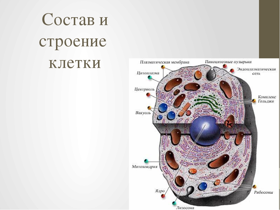 Химическое строение клетки. Состав клетки. Структура и состав клетки. Строение клетки и состав клетки. Состав клетки биология.