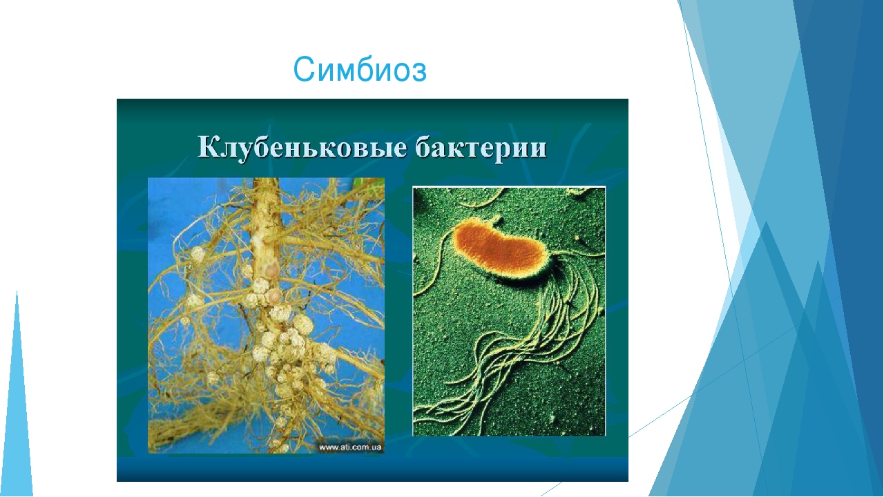Пример симбиоза бактерий. Клубеньковые бактерии симбионты. Симбиоз бактерий. Бактерии - симбионты (клубеньковые бактерии).. Симбиоз микроорганизмов.