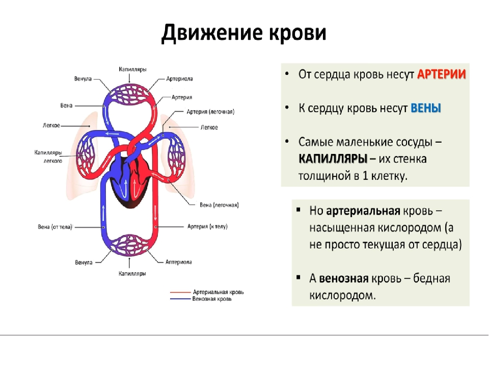 Кровеносная система сердце вены артерии капилляры. Сосуды малого круга кровообращения схема. Строение малого круга кровообращения. Строение большого круга кровообращения человека схема. Направление движения крови в сердце.