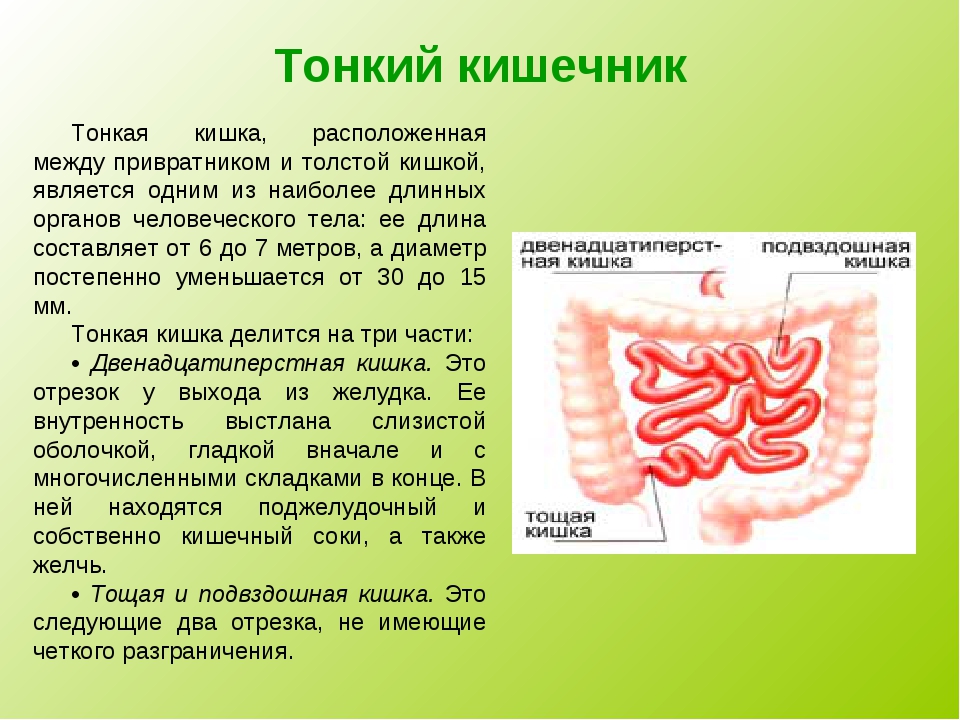 Тонкая кишка биология. Тонкий и толстый кишечник строение и функции кратко. Тонкий кишечник анатомия функции. Тонкий кишечник строение и функции. Пищеварительная система человека анатомия:тонкая кишка.