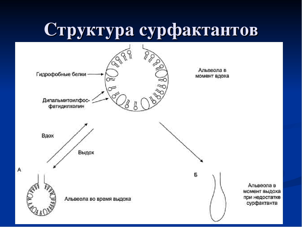 Функции сурфактанта. Строение альвеол сурфактант. Сурфактант функции в альвеолах. Сурфактант легких строение. Альвеолярный комплекс сурфактанта.