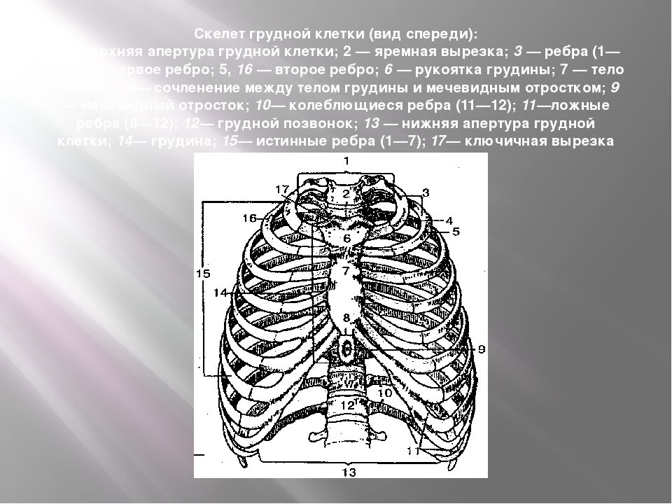 Площадь поверхности грудной клетки у человека. Скелет грудной клетки спереди. Скелет грудной клетки вид спереди. Схема строения грудной клетки. Верхняя Апертура грудной клетки анатомия.