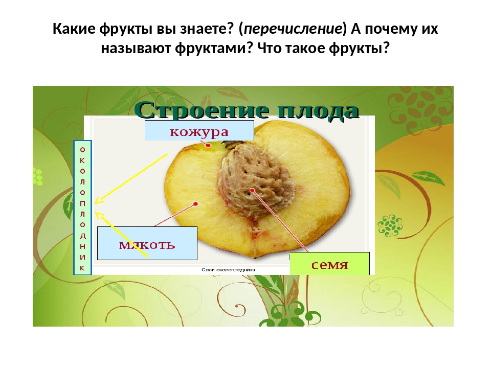 Признаки плодов томата. Строение плода томата. Строение плодов томата. Строение помидора в разрезе. Строение плода помидора.