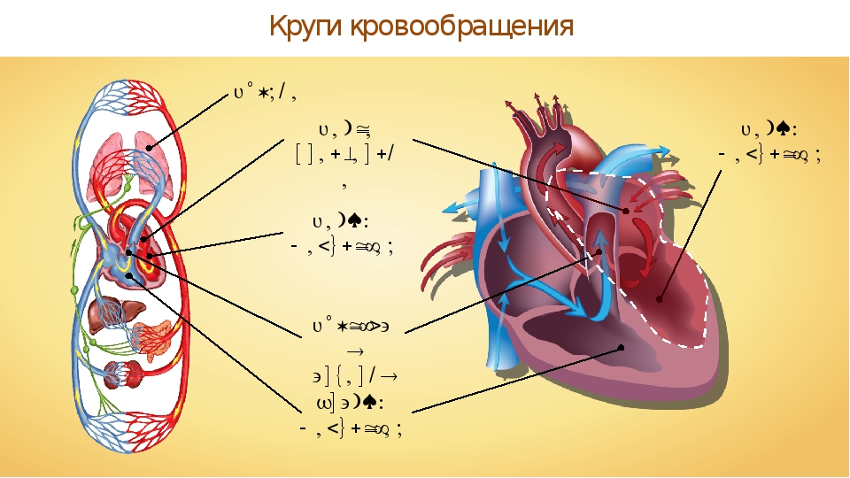 Кровообращение сердца 8 класс. Схема строения сердца и кругов кровообращения. Анатомия сердца человека и круги кровообращения. Сердце человека анатомия схема и круги кровообращения. Биология 8 класс сердце круги кровообращения.