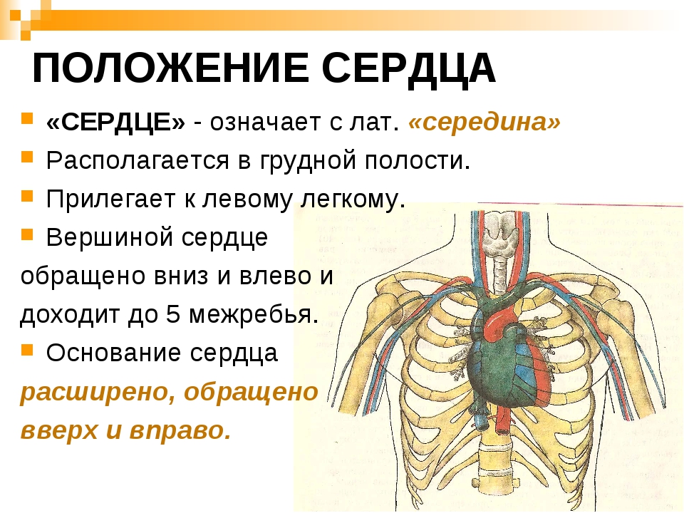 Площадь поверхности грудной клетки у человека. Положение сердца в грудной клетке. Положение сердца в грудной полости. Сердце: положение сердца. Анатомия человека положение сердца.