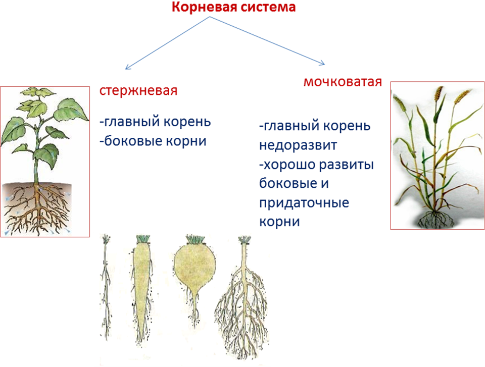 Корневые корни у каких растений. Корни стержневые и мочковатые ,корнеплоды,. Стержневая корневая система и мочковатая корневая. Строение корня стержневой системы.