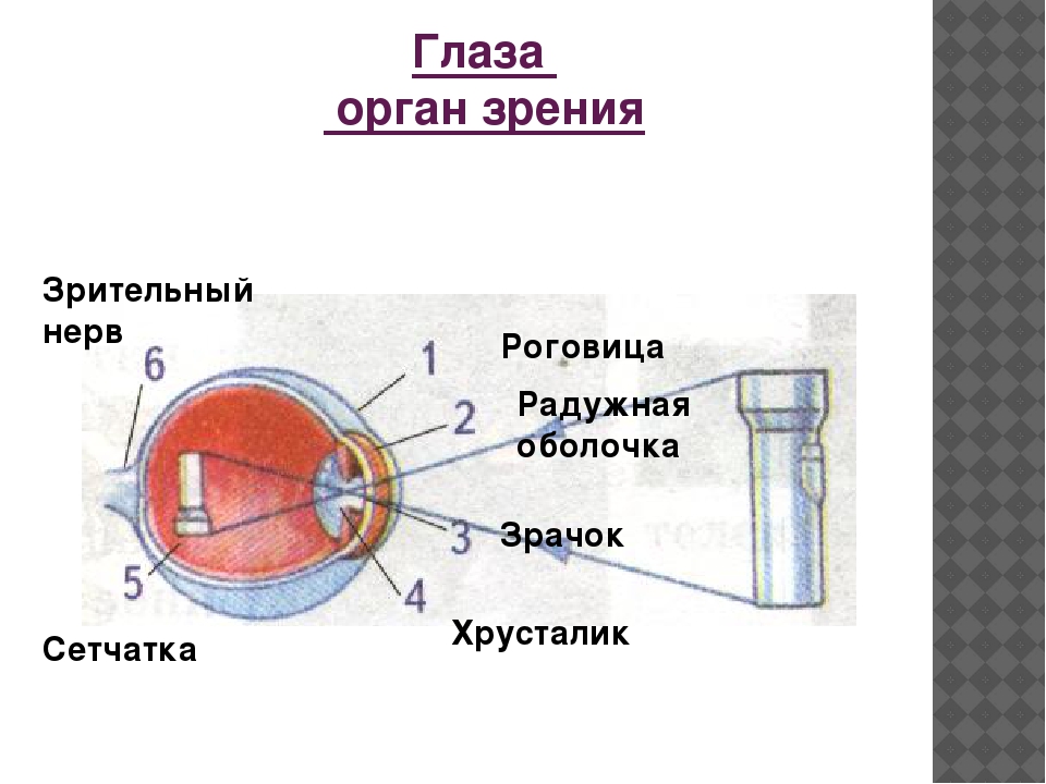 Органы чувств строение органов зрения