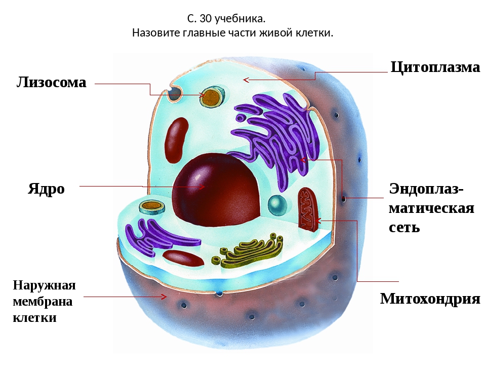Полость в цитоплазме клетки 7. Клетка ядро цитоплазма мембрана. Основные части клетки 5 класс биология. Основные части клетки рисунок. Строение живой клетки 5 класс биология.