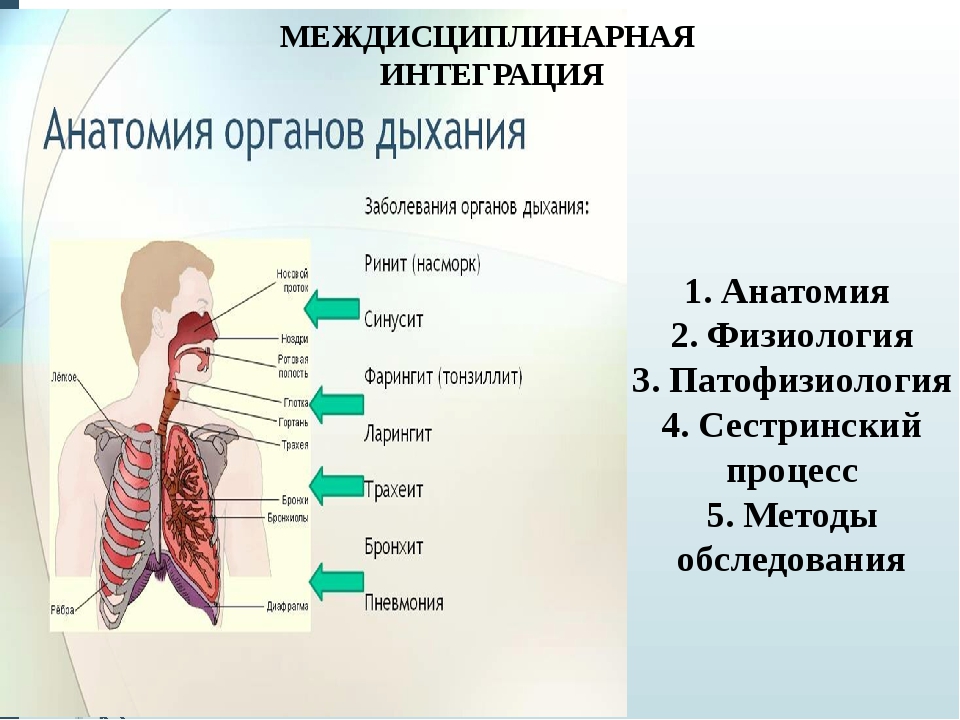 Какие органы принимают участие в дыхании. Схема болезни дыхательной системы. Система дыхания человека физиология. Общая схема дыхательной системы анатомия. Органы дыхания заболевания дыхательной системы.