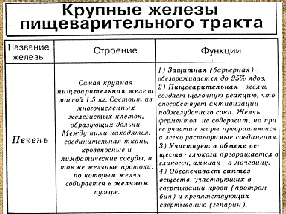 Характеристики печени и поджелудочной железы