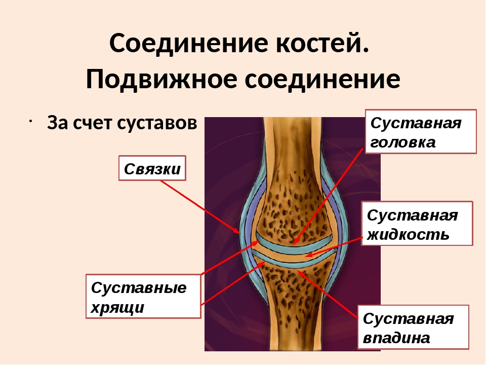 Особенности строения подвижного соединения. Типы соединения костей строение сустава. Соединения костей связки суставы сухожилия. Подвижные соединения костей. Строение подвижного соединения костей.