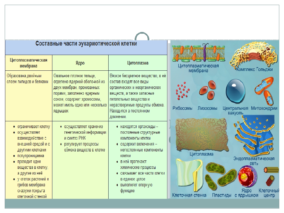 Органоиды клетки и их картинки