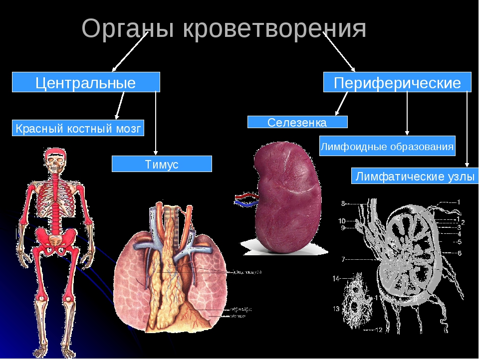 Кроветворение какие органы. Органы кроветворной и иммунной системы анатомия. Центральные и периферические органы кроветворения. Строение системы кроветворения. Органний кровотварения.