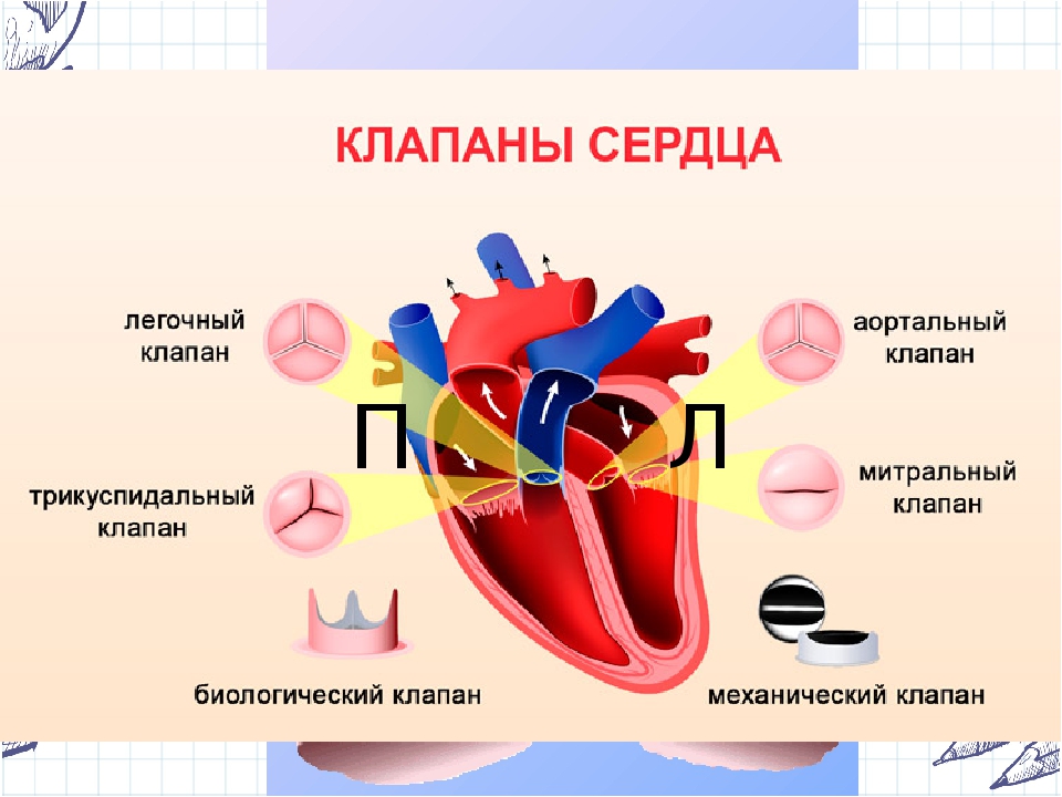 Насколько сердце. Строение клапанов сердца. Строение и расположение клапанов сердца. Где и какие клапаны располагаются в сердце. Как называются клапаны сердца.
