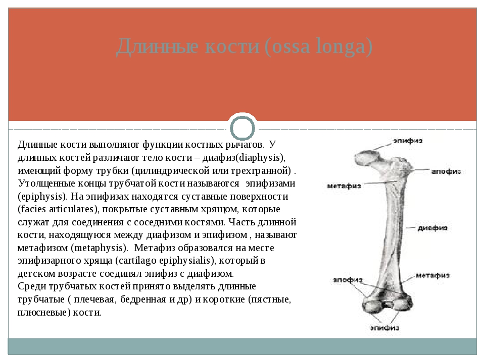 Удлиненная кость. Части кости эпифиз диафиз метафиз. Трубчатая кость эпифиз диафиз метафиз. Эпифиз длинных трубчатых костей. Диафизы трубчатых костей.