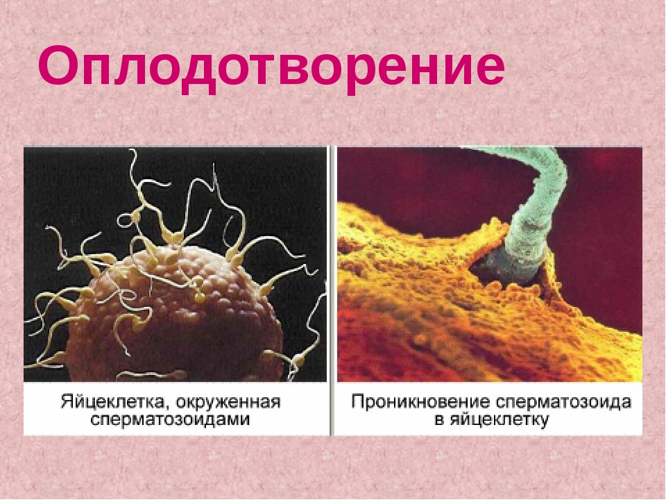 Оплодотворение в картинках