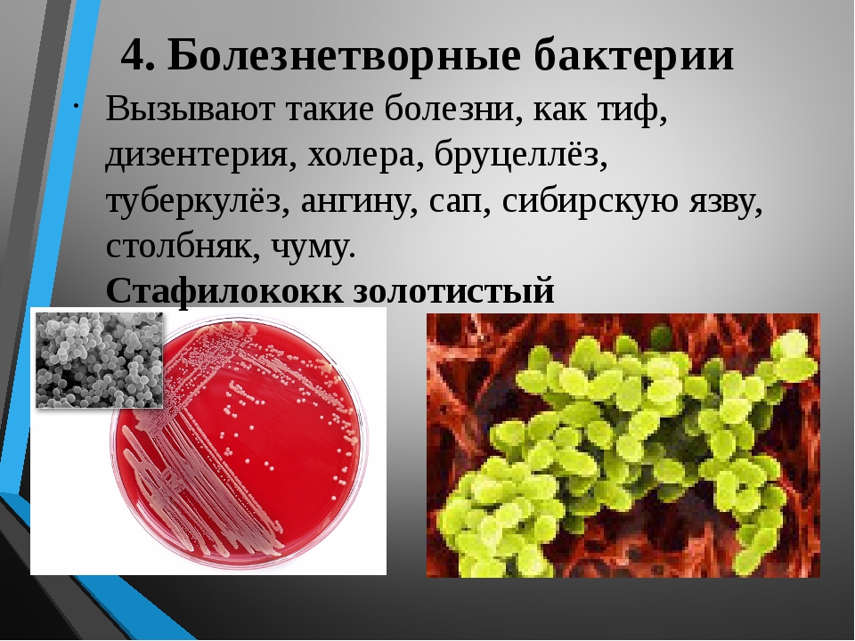 Примеры заболеваний вызываемых бактериями. Патогенные бактерии вызывают заболевание. Болезни вызываемами микробами. Болезнетворные бактерии заболевания. Сообщение о болезнетворных бактериях.
