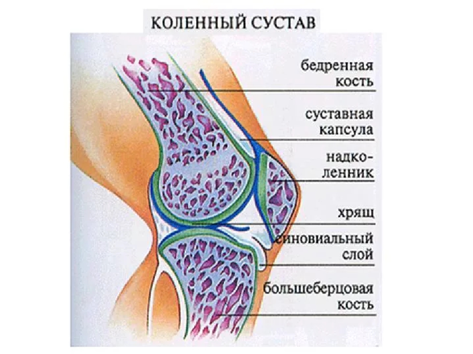 Сустав человека строение анатомия. Схема строения коленного сустава. Строение коленного сустава человека анатомия. Анатомия костей коленного сустава человека. Коленный сустав анатомия схема.