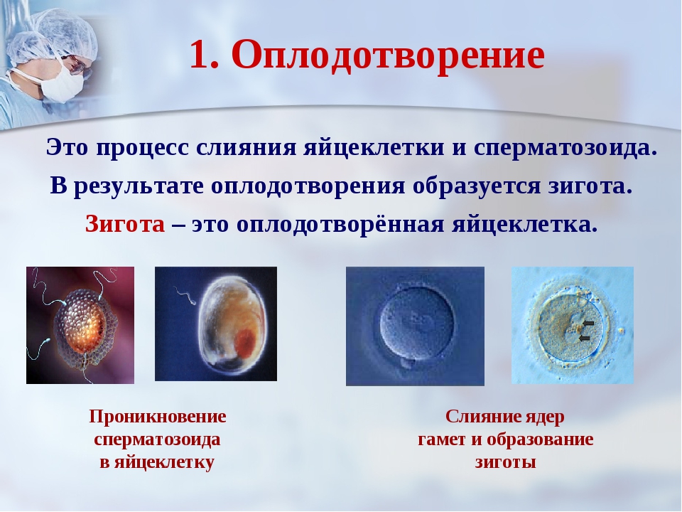 Процесс слияния спермиев с яйцеклеткой