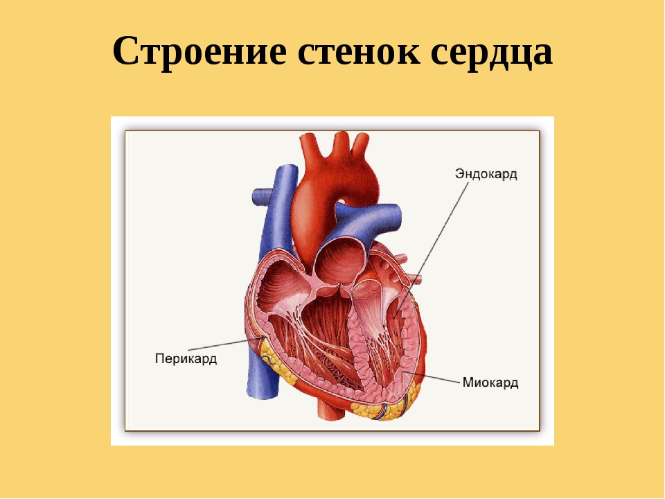 Строение стенки сердца. Строение камер и стенок сердца. Мышечный слой стенки сердца. Толстые стенки сердца.