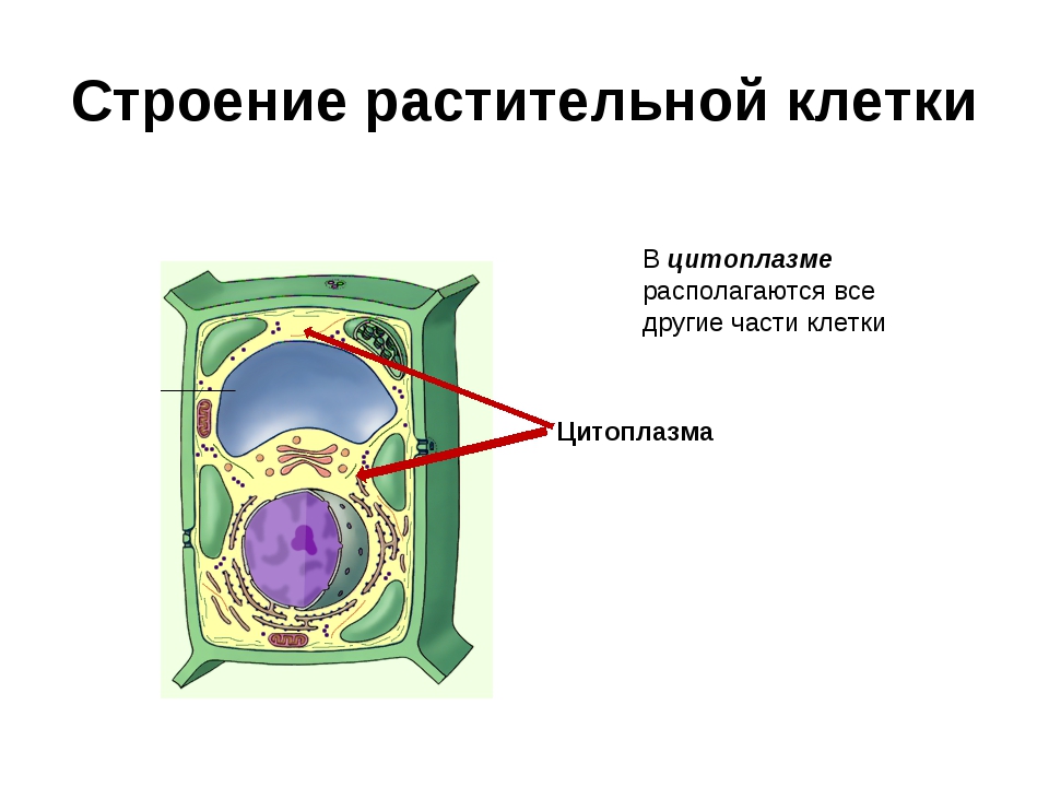 В какой клетке находится цитоплазма. Строение цитоплазмы клетки растений. Строение растительной клетки компоненты. Состав растительной клетки 6 класс.