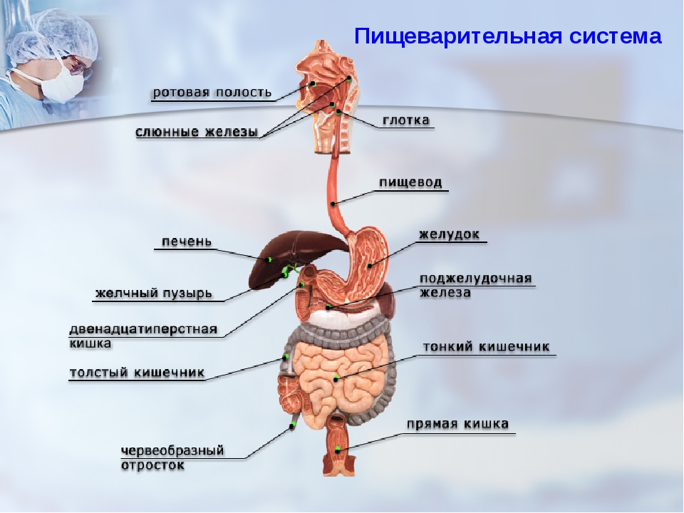 Какой орган образует. Системы органов человека пищеварительная система. Пищеварительная система организма человека анатомия. Состав пищеварительной системы человека. Пищеварительной системы строение анатомия строение.