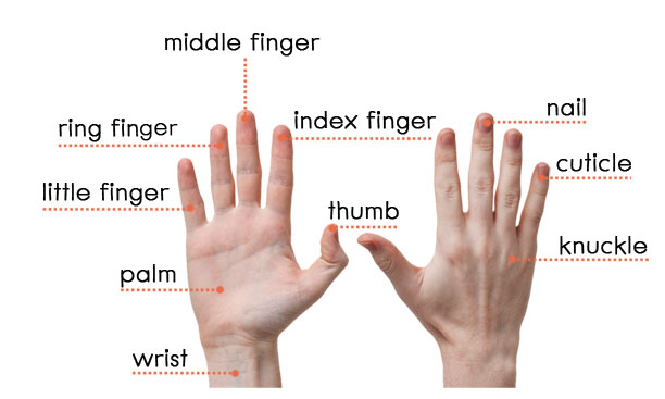 ring finger