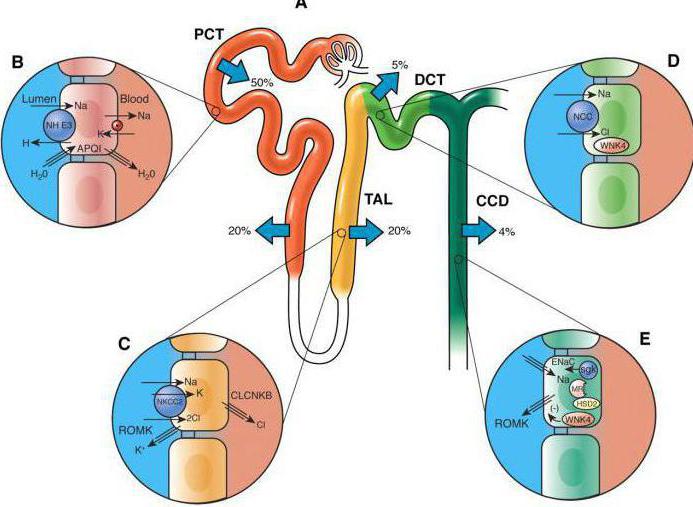 реабсорбция в почечных канальцах