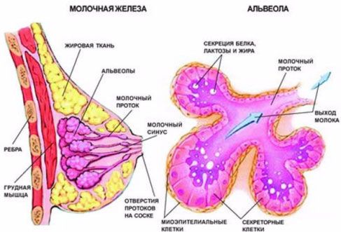 Строение молочной железы