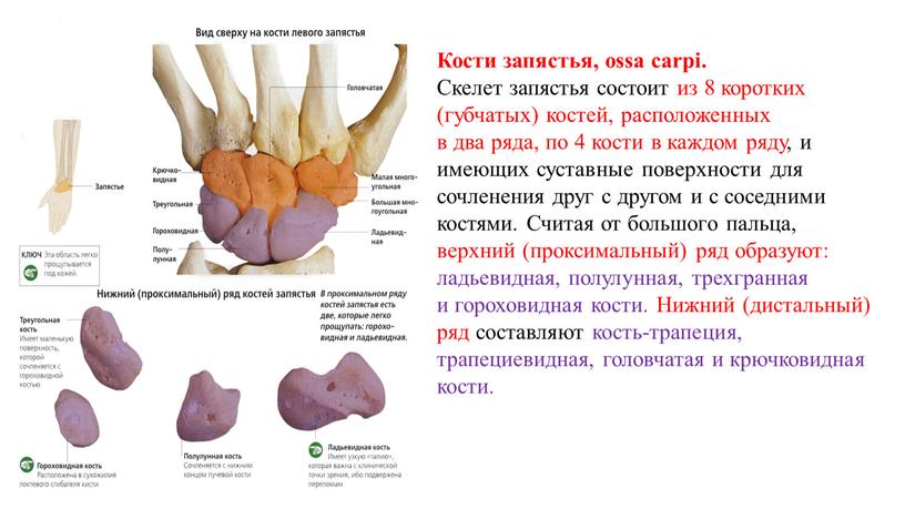 Пястная кость где находится фото