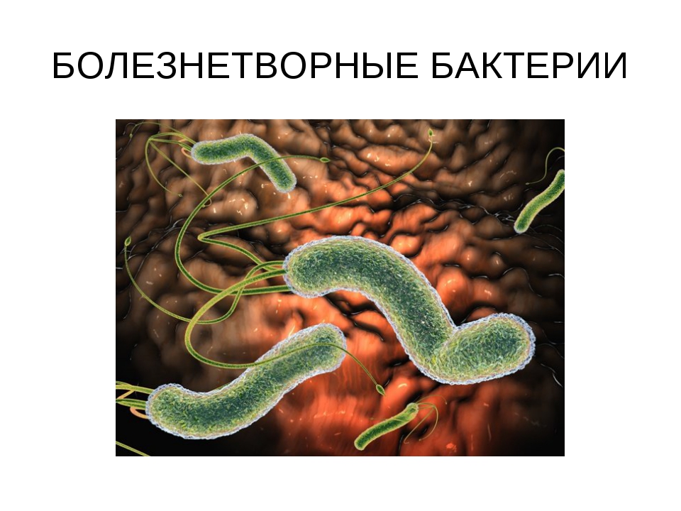 Болезнетворная бактерия 6