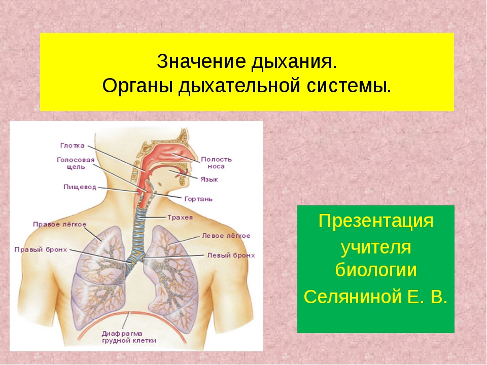 Вдох значение. Анатомия и функции системы органов дыхания. Строение органов дыхания 8 класс биология. Дыхательная система система биология 8 класс. Органы дыхательной системы 8 класс биология.