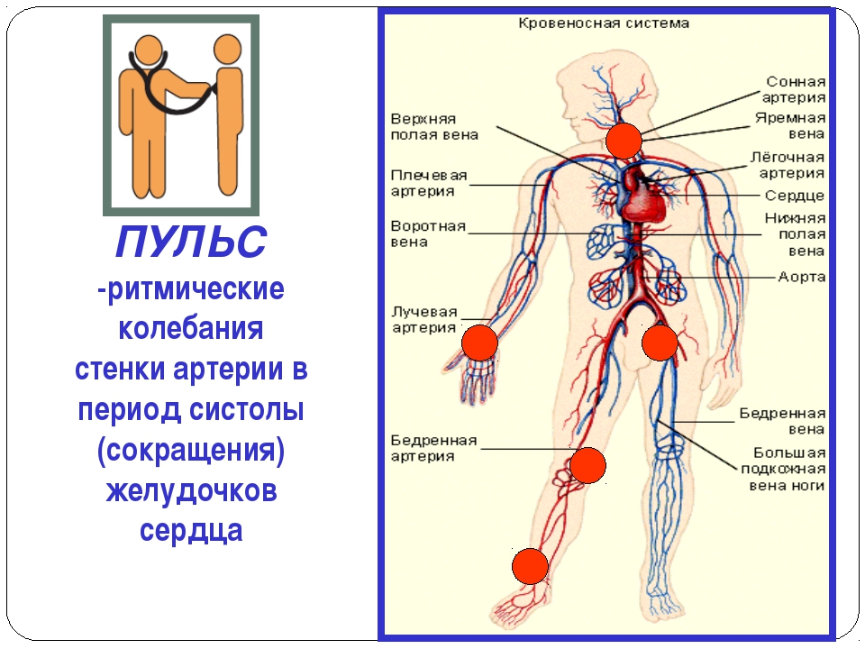 Артерии и вены тела