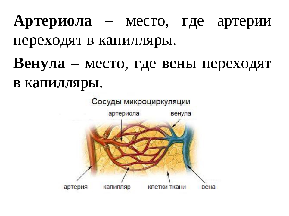 Статья артерия жизни по дну чего. Сосуды(артерии артериолы вены венулы капилляры. Артерии артериолы капилляры венулы вены анатомия. Строение и функции артериол. Строение стенки артериолы.