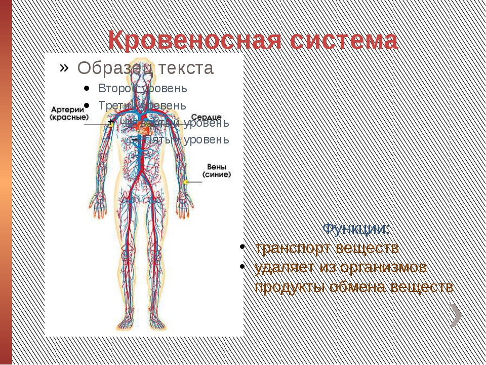Укажите название органа кровеносной системы человека. Кровеносная система схема 4 класс. Функции кровеносной системы человека. Схема строения кровеносной системы человека биология 8 класс. Схема строения кровеносной системы человека 4 класс.