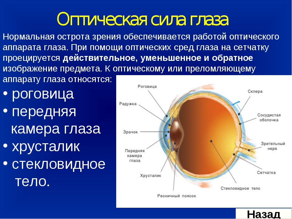 Роговица зрительная зона коры мозга стекловидное тело. Строение оптической системы глаза. Перечислите составляющие оптической системы глаза. Оптическая система глазного яблока. Строение оптической системы глаза человека.
