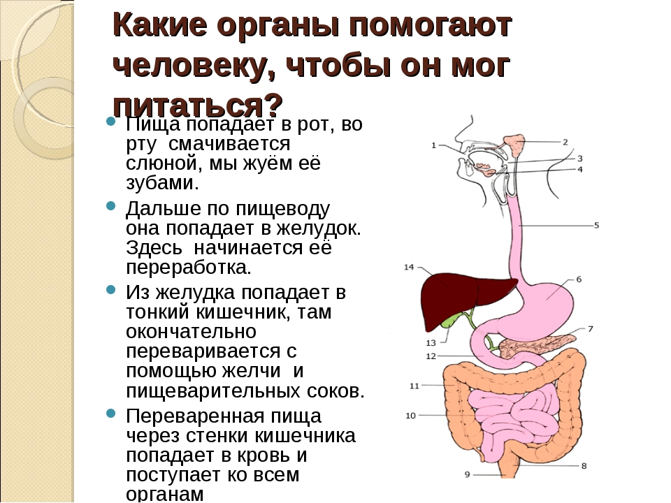 Кушать полость. Как пища попадает в желуоа. Пища в желудок поступает по. Как пища попадает в желудок. Процесс пищеварения человека для детей.