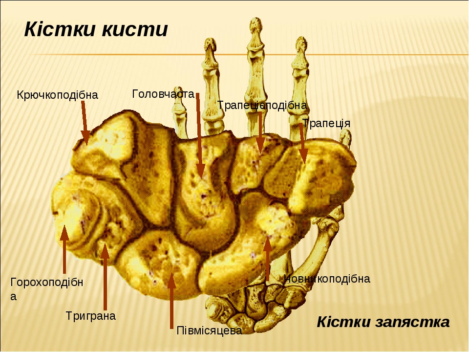 Трехгранная кость. Крючковидная кость кисти. Головчатая и крючковидная кость. Гороховидная кость ана. Строение кисти гороховидная кость.