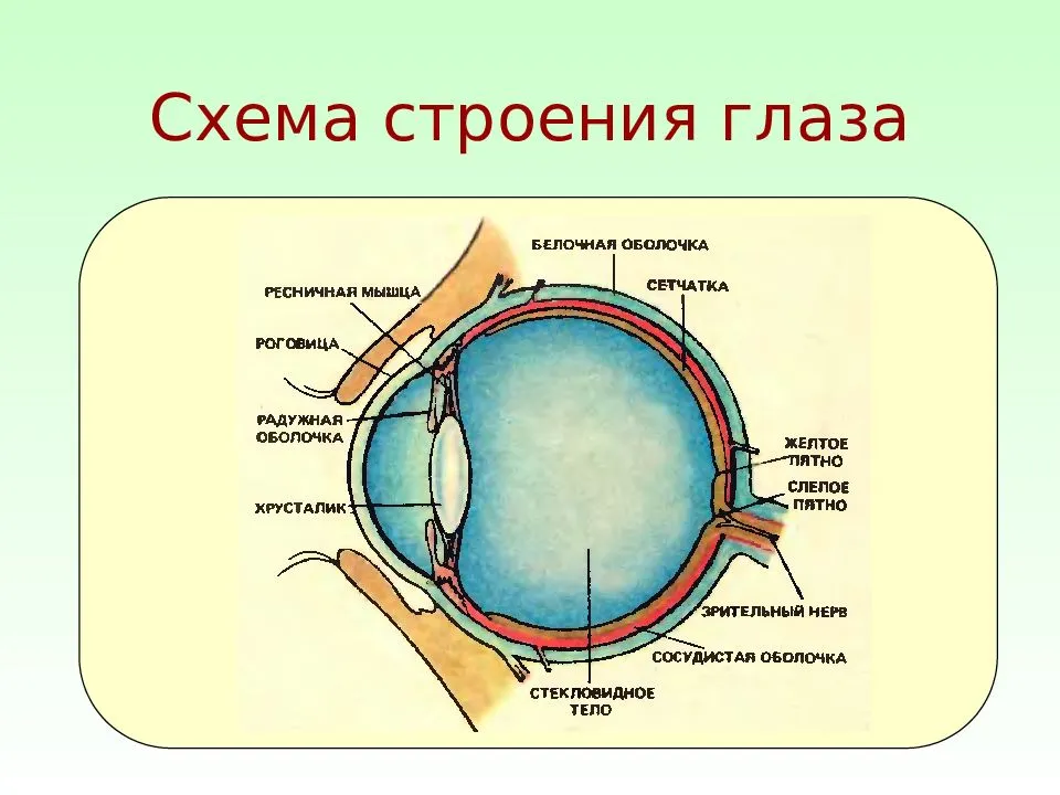 Составляющее глаза. Схема глазного яблока человека. Схематическое строение глазного яблока. Строение глаза вид спереди. Схема внутреннего строения глаза.