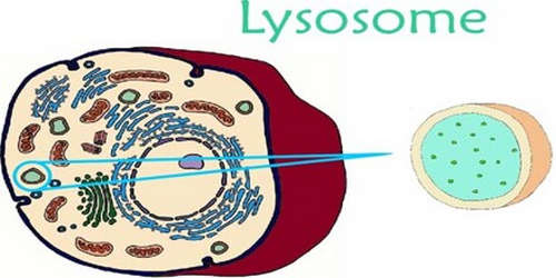 The lysosome of the human cell image photo picture