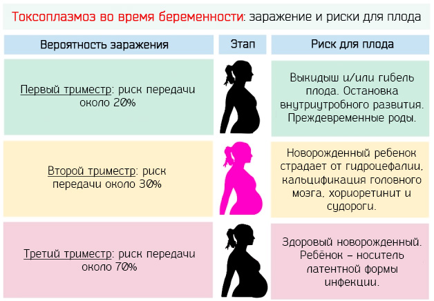 TORCH-инфекции (ТОРЧ-инфекции). Что это такое, анализ крови при планировании беременности, расшифровка