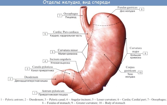 Желудочно-кишечный тракт (ЖКТ) человека. Анатомия, строение, заболевания, симптомы, лечение